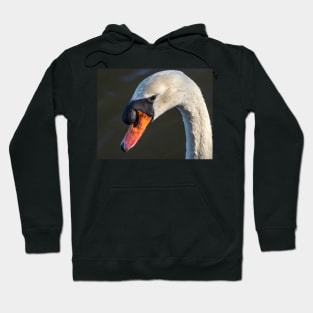 A mute swan, soon after dawn Hoodie